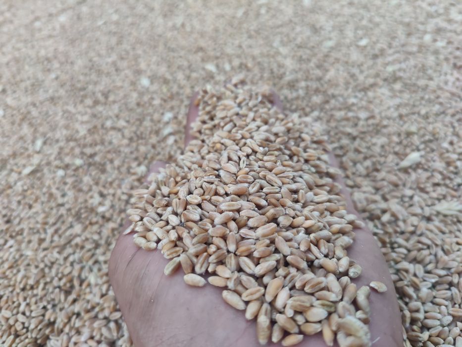 Ovaz, orzoaica de primavara, grau, porumb recolta 2025