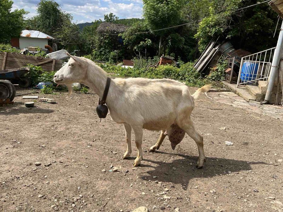 Кози, пръч, ярета за дамазлък