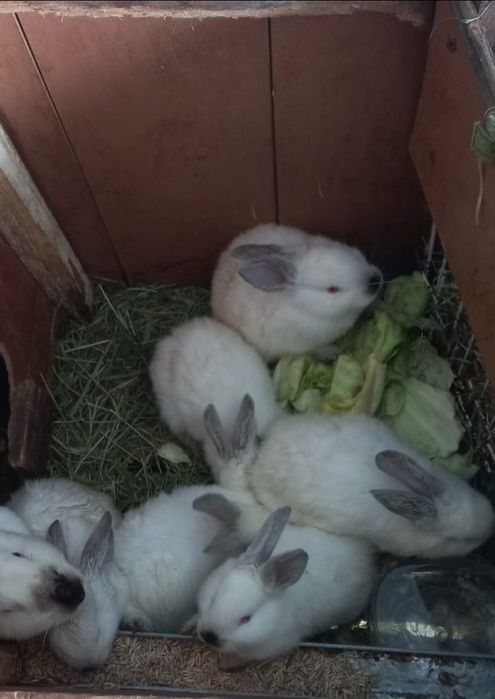 Кролики калифорнийцы