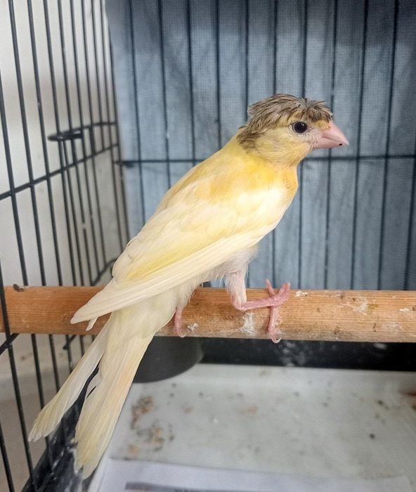 Kanareka chubli qora bosh maladoy nar sotiladi