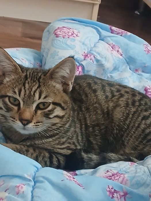 Кошка домашный..