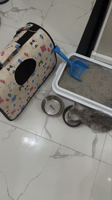 кошка шотландский