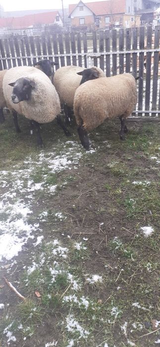 Vând berbeci suffolk