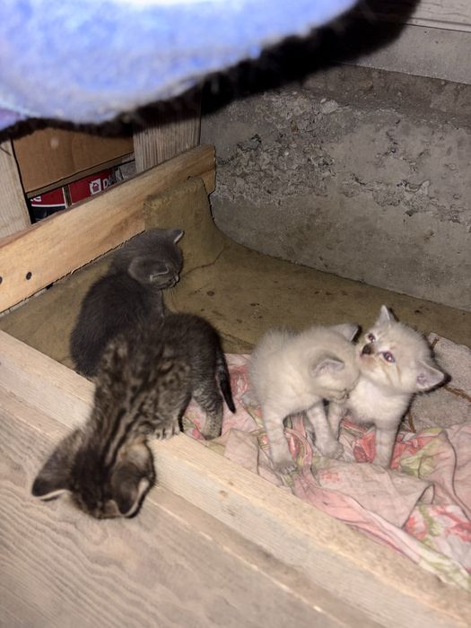 Вислоухий котенок (метис)