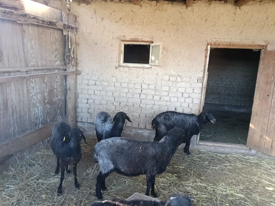 Қойлар сатылады ,қорада басылған.