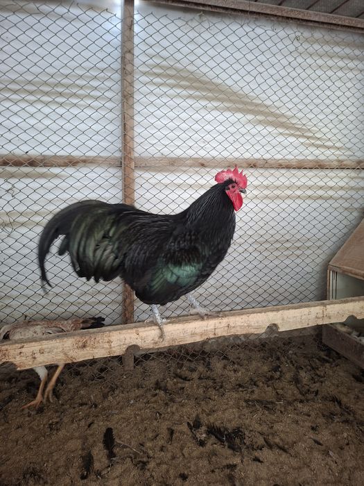 Продаются цыплята породы Австралорп