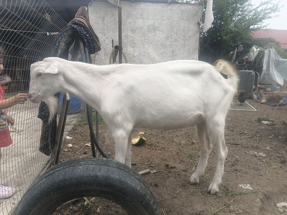 Продам баран и коз