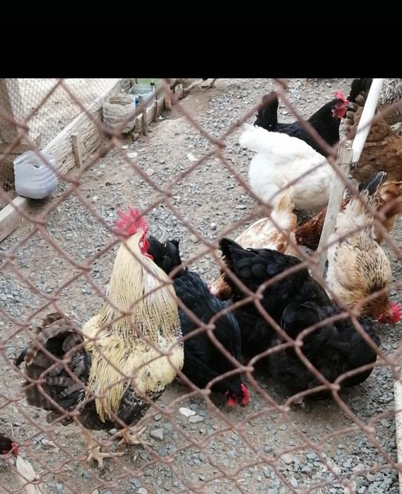 Әтеш 1,5 жаста 7000тг.Боевой тобелесетен әтеш, тауктарга жақсы қарайды