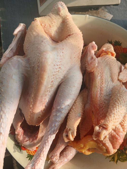 Внимание. Продается домашняя птица