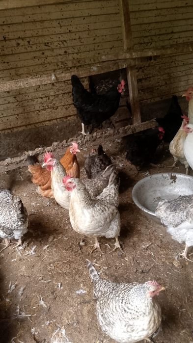 Продам кур несушек