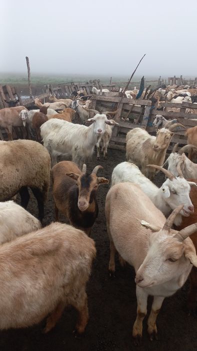 Vând capre majoritatea tinere