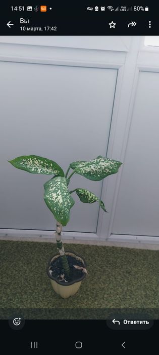 Комнатные растения