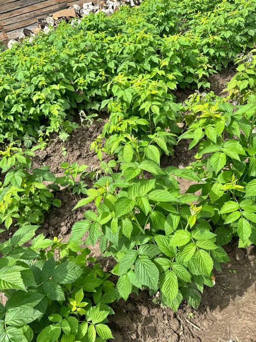 Саженцы малины ремонтантной