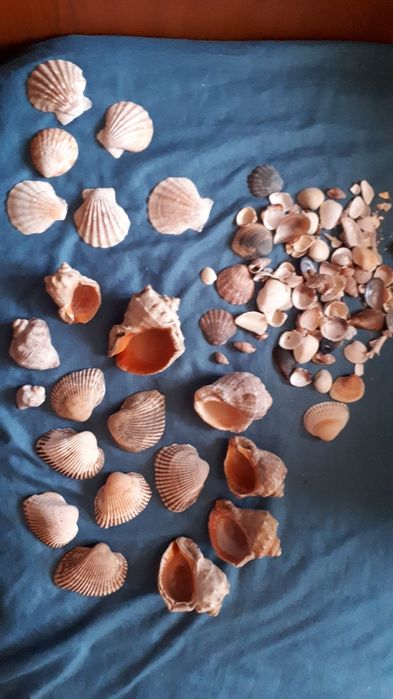 Ракушки разнообразные , морские