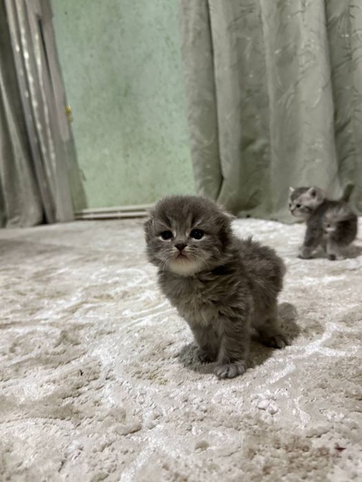 Eng yaxshi porno videolar