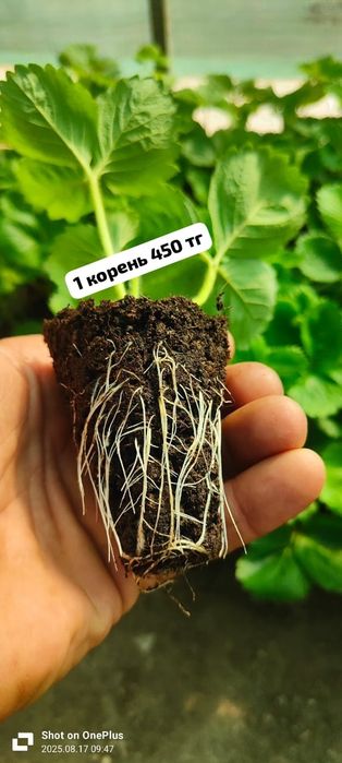 Рассада клубники