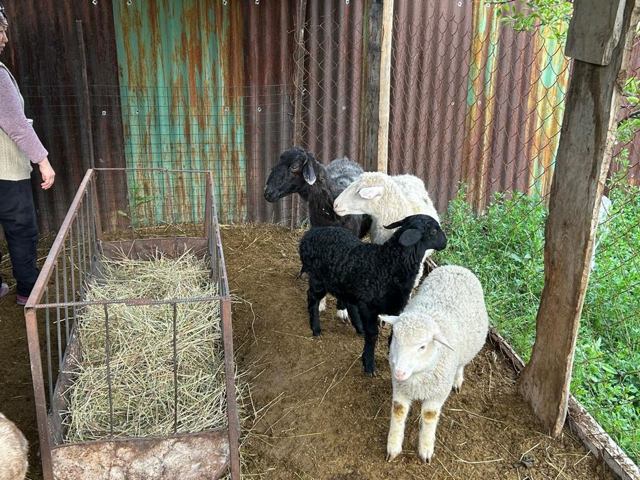 Продаю барана с ягенком