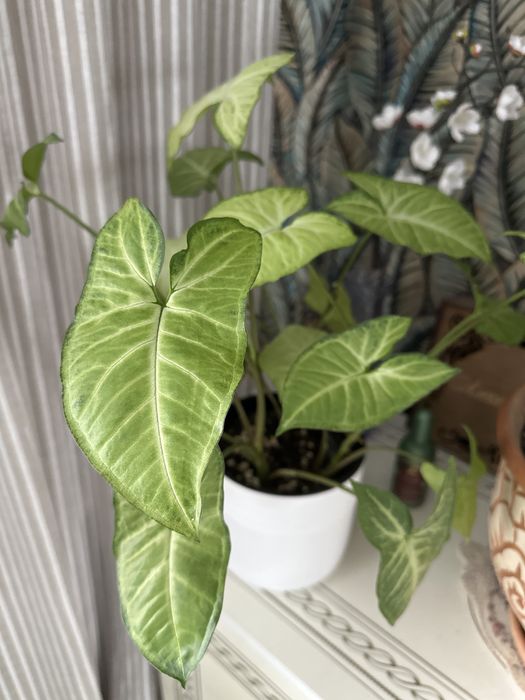 Сингониум Батерфляй