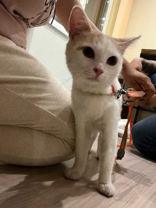 КОТАК търси любящ дом