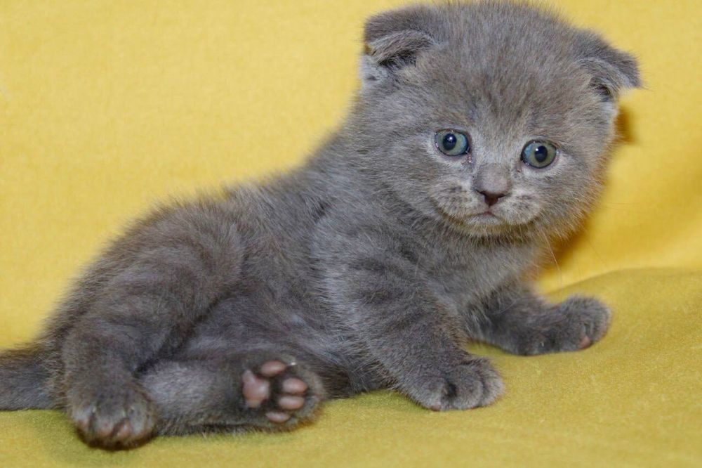 Продаются котята скоттиш страйт и фолд