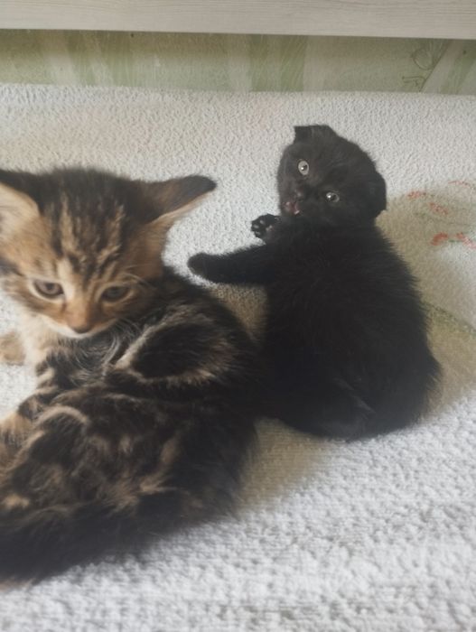 Продаются котята шотландские вислоухие
