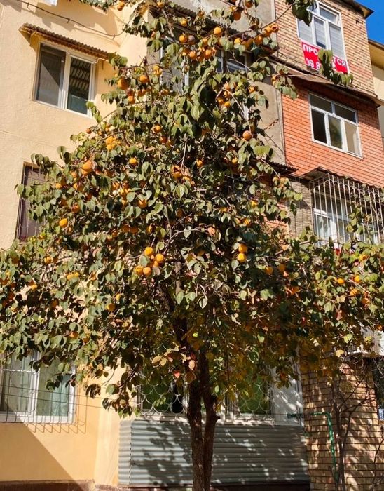 Квартира своя, продается