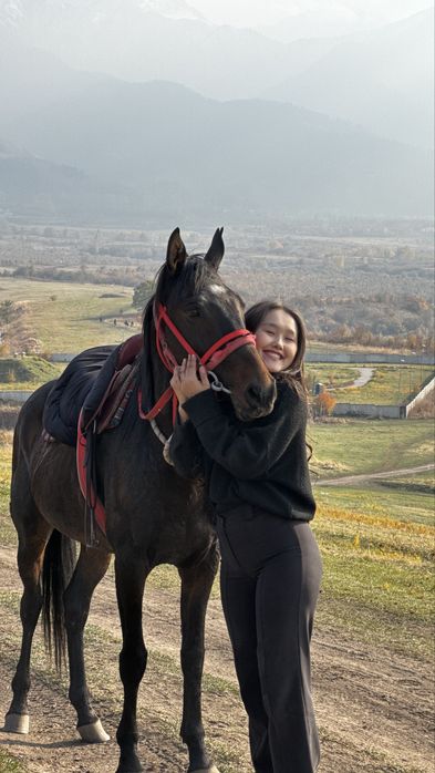 Айғыр сатылады 6 жасар