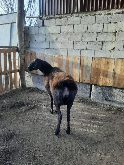 Қой сатылады. Жақсы жағдайы