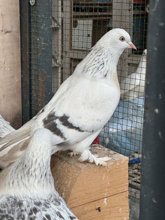 Porumbei Șebab rasa turceasca