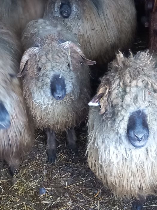 De vânzare oaie tigaie pentru sacrificat,și un berbecuț turcan.