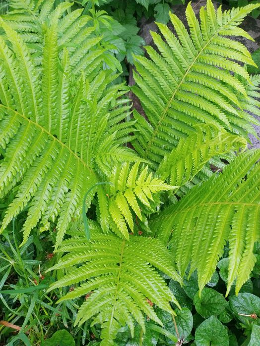 Садовые многолетние растения