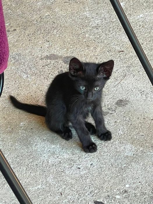Adoptie pui de pisica
