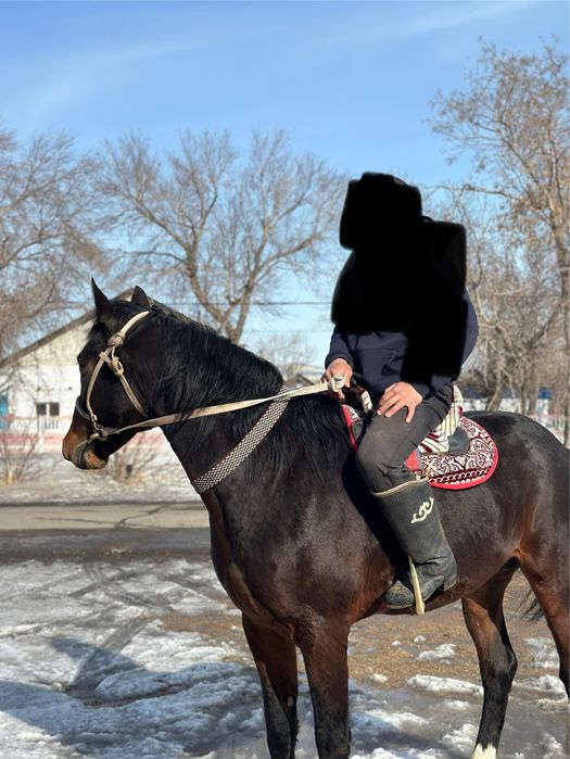 Айғыр көкпар 7 жасар