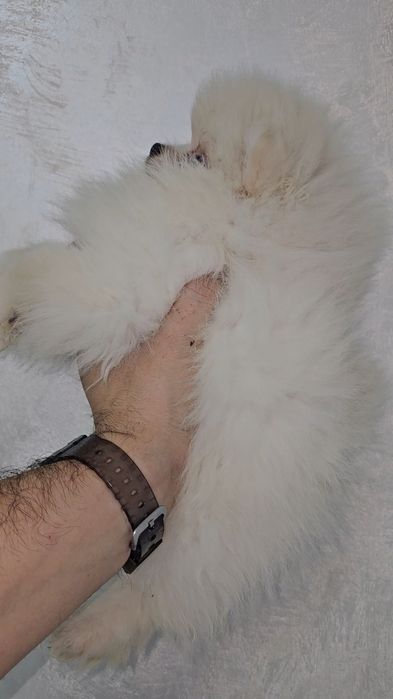 Pomeranian pt casa noua