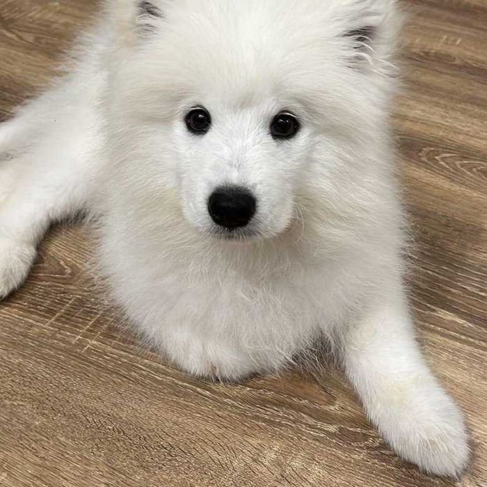 Продам Щенка Самоеда