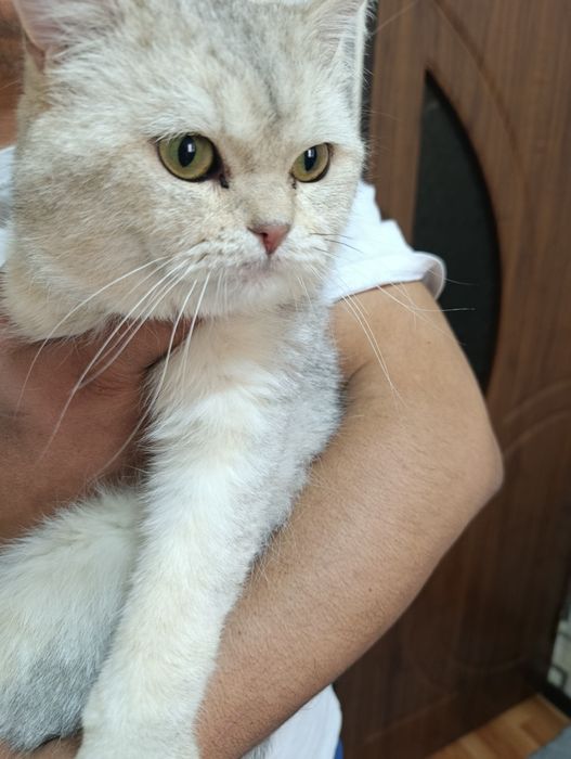 Вязка с британским и  шотландским