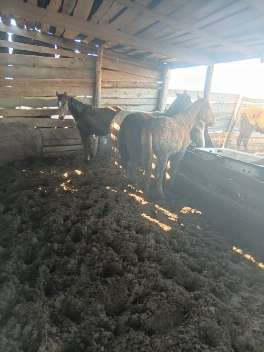 Продам Жабагы 10 голов