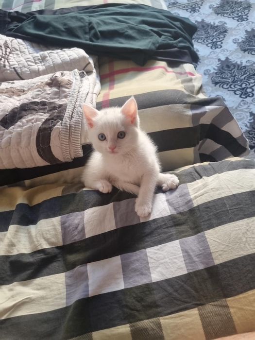 Mushuk sotiladii