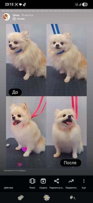 Стрижка шпица 7 000 тг