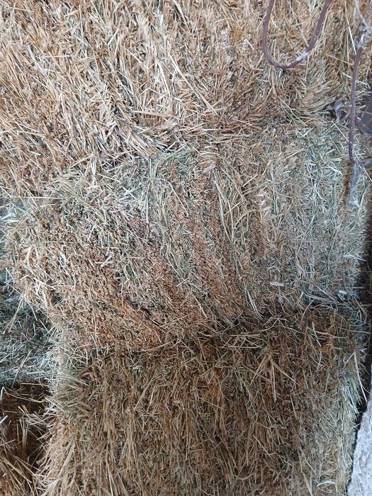 1 ші орым жоңырышқа сатылады