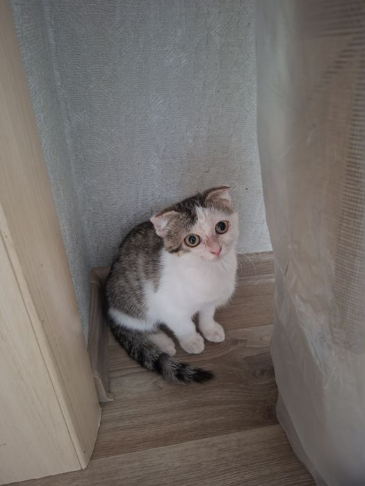Отдам  котёнка девочка