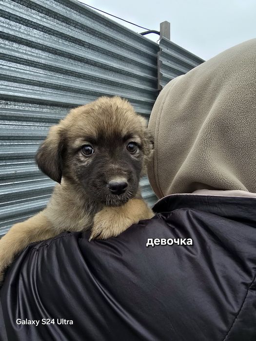 Милые сестрички лисички