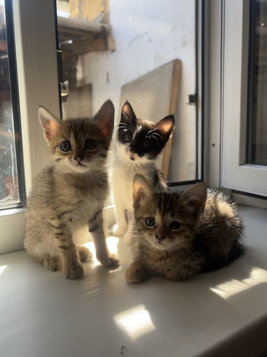 Котики в добрые руки
