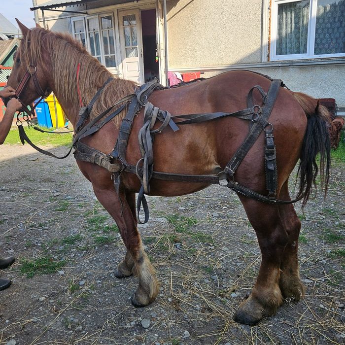 De vânzare Mânz de 2 ani