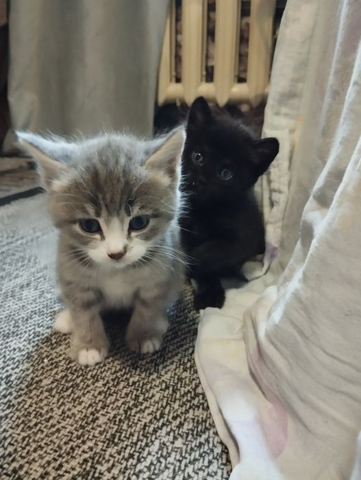 Отдам котят очень красивых