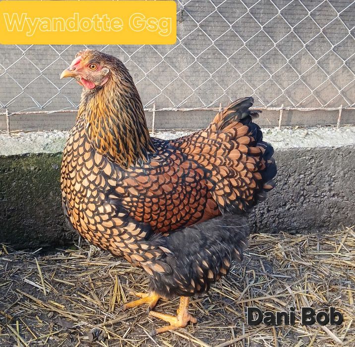 Oua de incubat / puisori de gaina rasa Australorp & Wyandotte