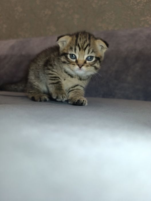 Котята Британские