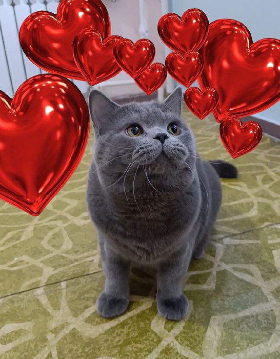 Вязка! Кот скоттиш страйт!