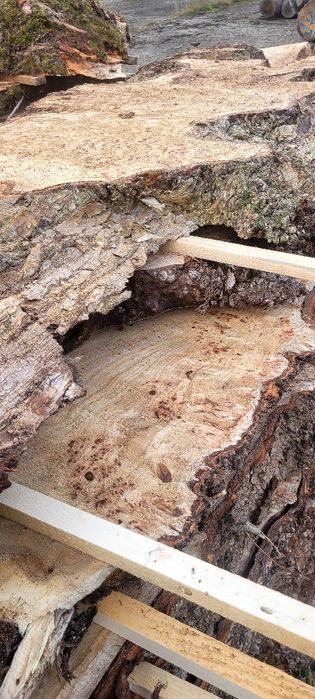 Cherestea uscata plop bubos Cherestea Plop Bubos Uscată în Uscător Pro