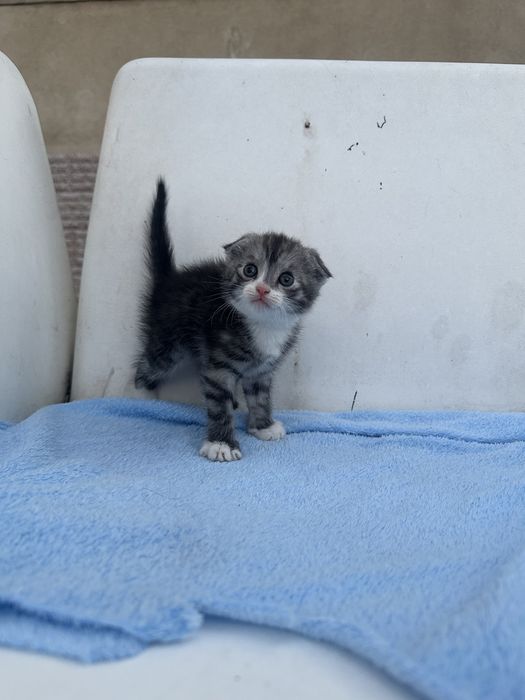 Продам котят веслоухое